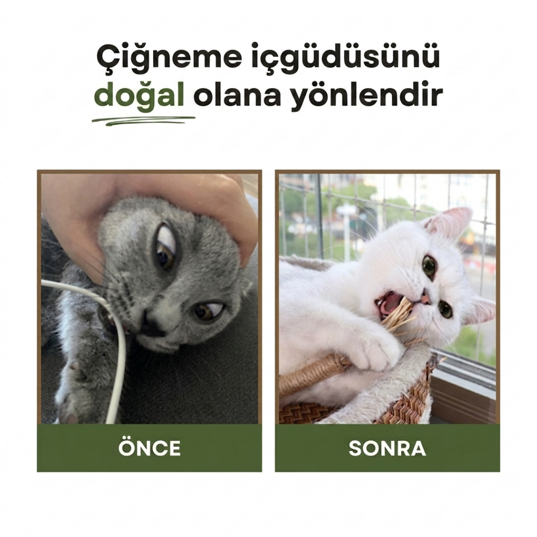 KEDY Doğal Matatabi Diş Bakım Çubukları